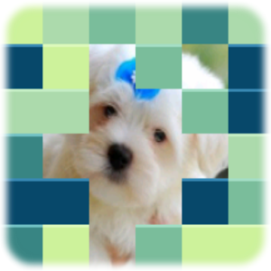 Care-i Imaginea?.apk 1.0.5