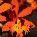 Epidendrum radicans