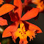Epidendrum radicans