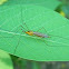 tiger crane fly