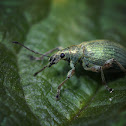 Weevil