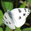 Checkered White Butterfly