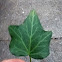 English Ivy