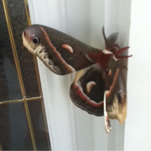 Spotting Image 1