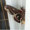 Cecropia Moth