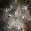 Butterfly Weed Seeds