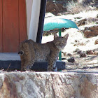 Bobcat