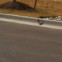 Killdeer