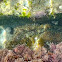 California Two-spot Octopus