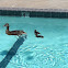 Momma Duck with Chicks