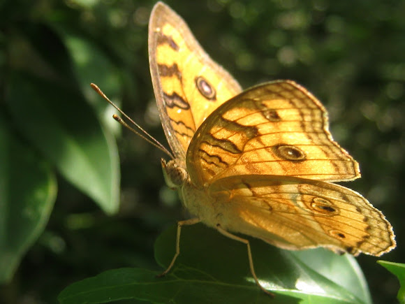 Spotting Image 1