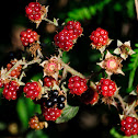 Bramble, zarzamora