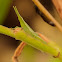 SLANT FACED GRASSHOPPER