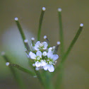 Hairy Bittercress