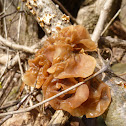 Wood Ear