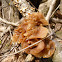 Wood Ear