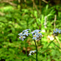 Forget-me-not/Spominčica