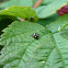 Troglodyte Lady Beetle