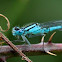 Common Blue Damselfly