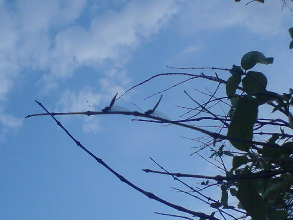 Spotting Image 1