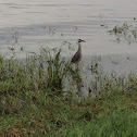Yellow-crowned Night Heron