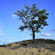 Pedunculate Oak