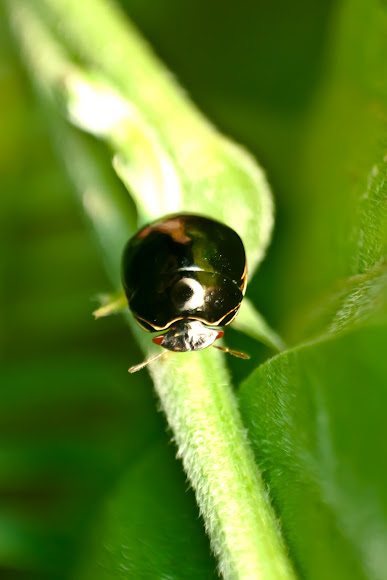 Spotting Image 1
