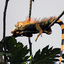 Iguana love triangle