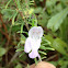 Rosemary