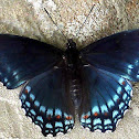 Red-spotted Purple Admiral