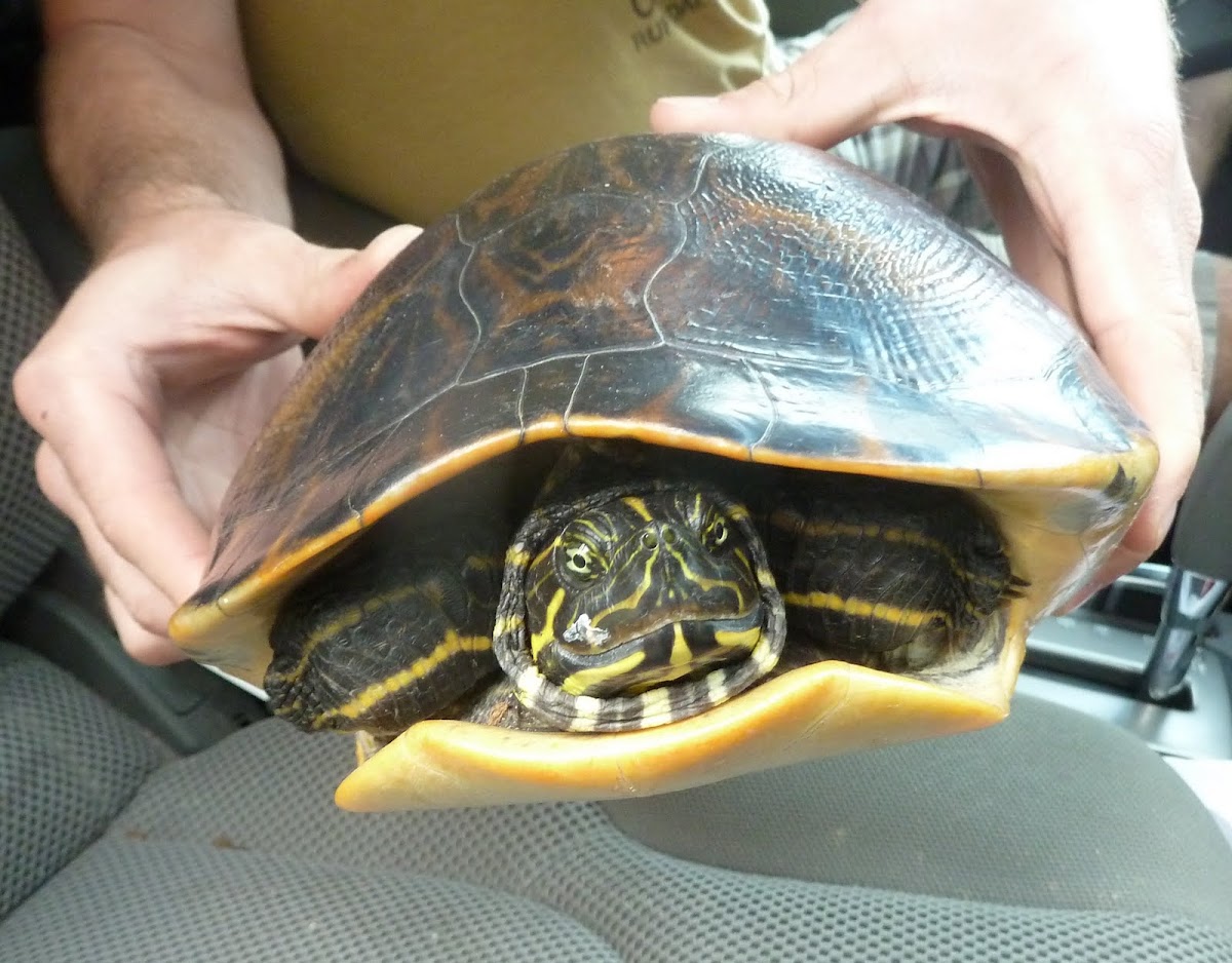 Alabama RedBellied Turtle Project Noah