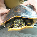 Alabama Red-Bellied Turtle