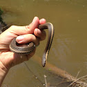 Queen Snake