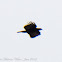 Changeable Hawk Eagle