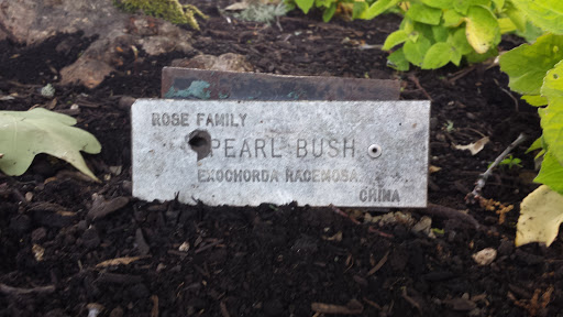 Pearl Bush