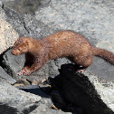 American Mink