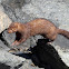 American Mink
