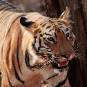 Royal Bengal Tiger