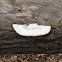 White Maze-pore polypore mushroom
