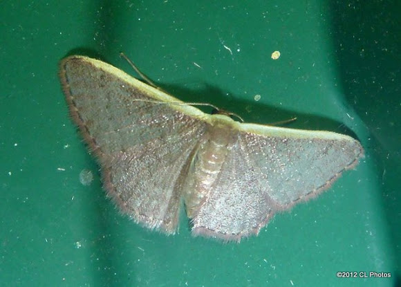 Spotting Image 1