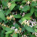Amur honeysuckle