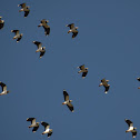 Northern Lapwing