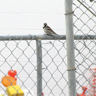Sparrow