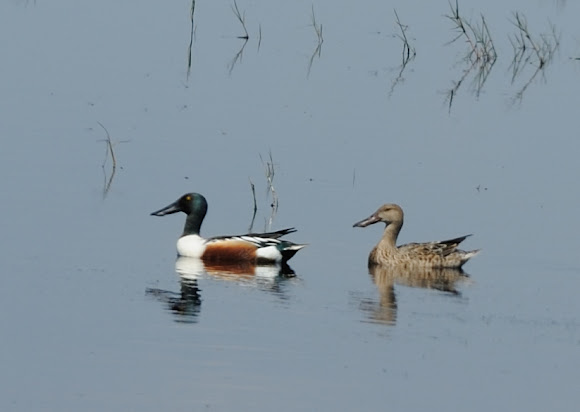 Spotting Image 1