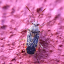 Scentless Plant Bug