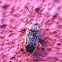 Scentless Plant Bug