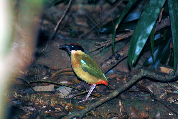 Spotting Image 1