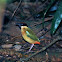 Noisy Pitta