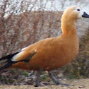 Ruddy Shelduck