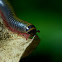 Millipede